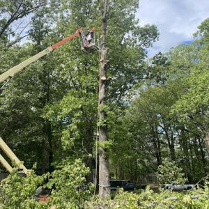 Shane's Lawn & Tree Service