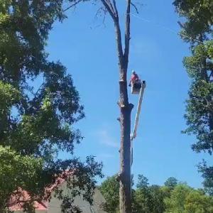 Beaver Lake Tree Service