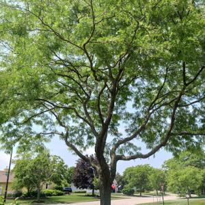 Adams Tree 🌳 Trimming