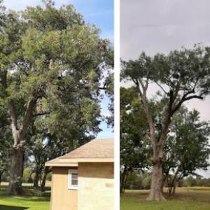 The Tree Guy of Texas / Dougan Tree Services