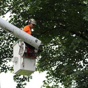 Netter Tree Service