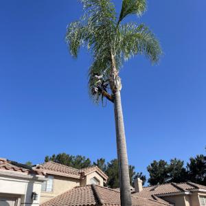 Favor Tree Care