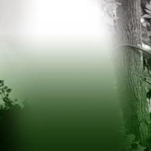 North Raleigh Tree Service