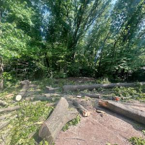 Osornio Tree Services