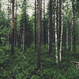 Tree Service Murfreesboro