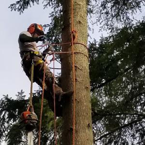 Competition Tree Service