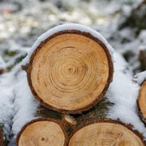 Affordable Tree Service of Thurston County