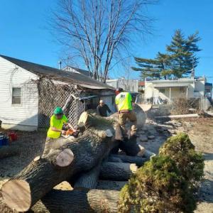 Beckmann & Son Tree Services