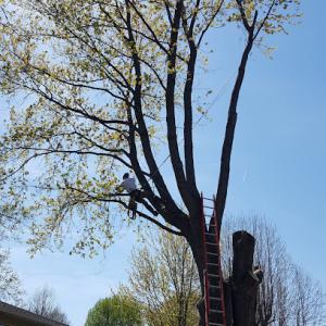 J & J Tree Service