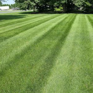 Miko Lawn & Landscape