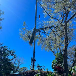 St Petersburg Arborist