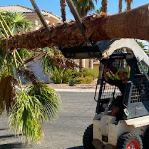 A Cut Above Tree Service