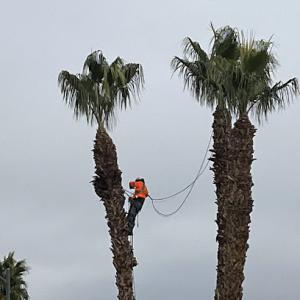 Royal tree service