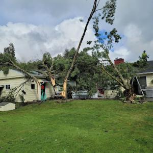 Oregon Tree Professionals