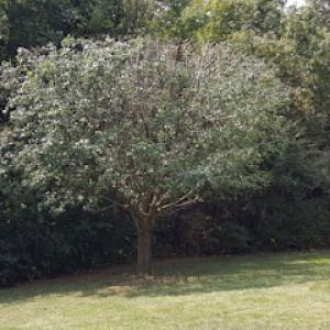 B & S Stump & Tree Service