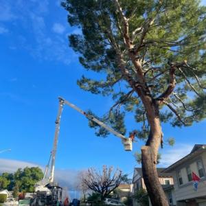 Lincoln Tree Services