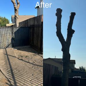 Garcia's Tree Service