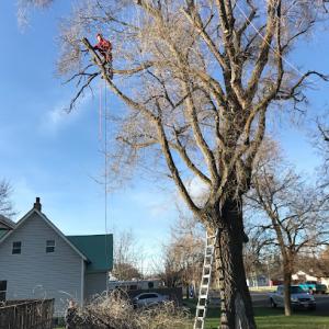 A-1 Pete's Tree Services