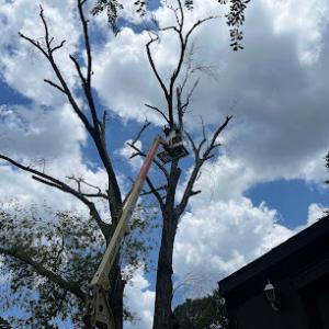 The Firewood Gals Tree Service