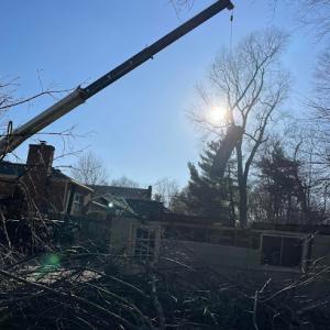 Pool's Tree Care & Crane Service