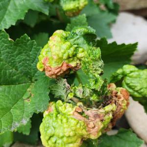 Tree MD of Northern Colorado