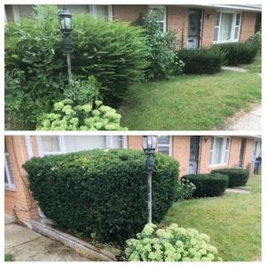 Perez Green Envy Lawns