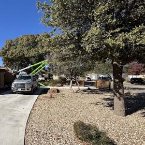 Tyler Campbell Tree Service