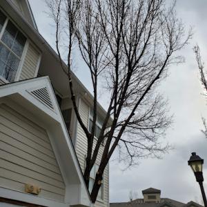 Woodruff Tree Trimming & Removal