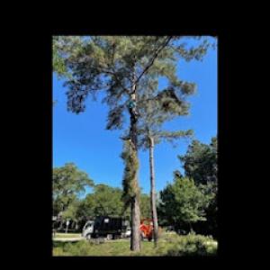 Two Friends Tree Work