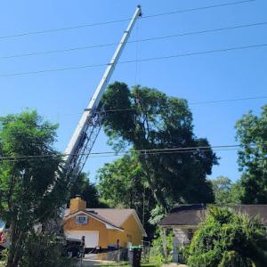 Forrest Stump Tree Service
