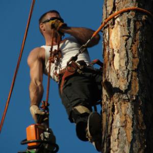 David's Tree Service