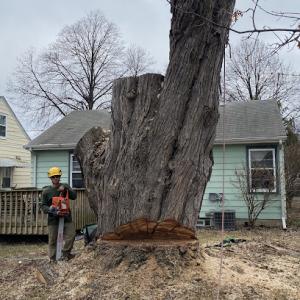 North Country Tree Solutions