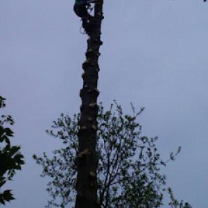 Beaver Tree N Stump Removal