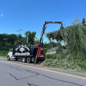 Joey D's Tree Service