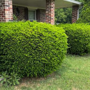 Bales Lawn Maintenance