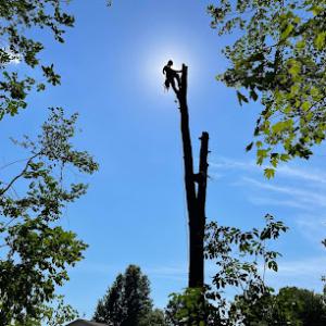 A Cut Above Tree Care