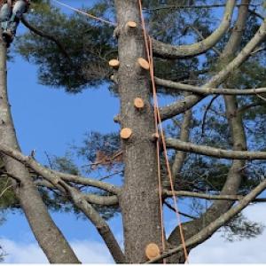 Honey Cove Landscaping & Tree Services