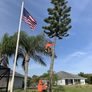 Indian River Tree Solutions