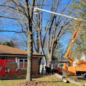 Lanza Tree & Landscaping