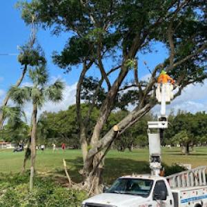 Big Dawgs Tree Service & Arbor