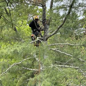 Cameron Pierce Tree Services