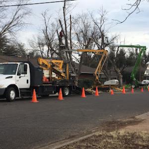 Jo Jo’s Bee Lawn & Tree Service