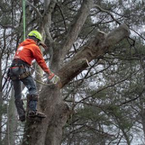 Delmarva Tree Service
