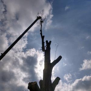 Vital Tree Solutions