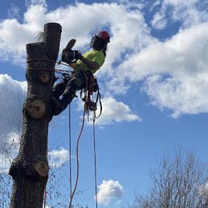Tree Tech NW