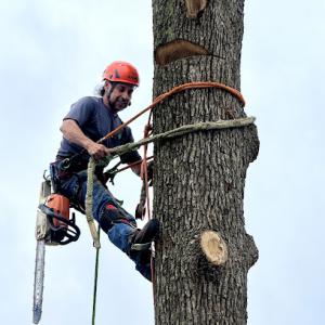 Davis Tree Service