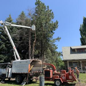 Strunks Tree Services