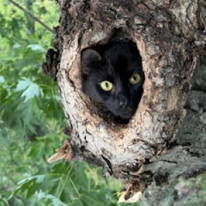 Getmeowtahere - Cat in a Tree Rescue