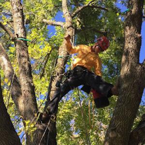 Humble Roots Tree Care