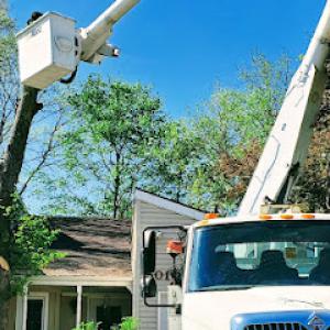 LCS Tree Trimming & Removal